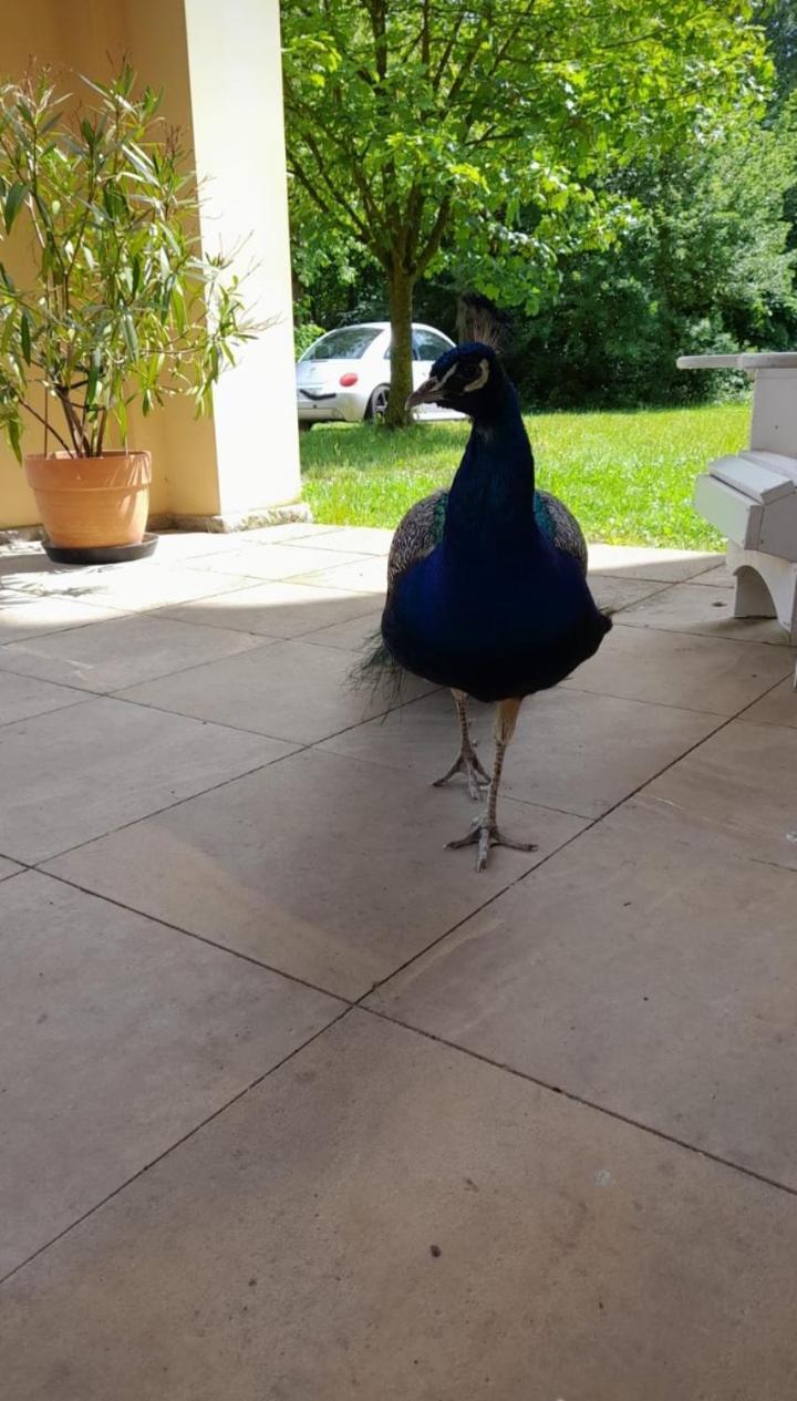 Bobitz Schloss Tressow מראה חיצוני תמונה